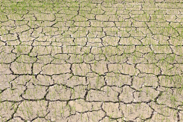 Crack soil in green rice fields