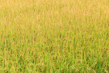 Rice plant. Yellow rice field in Nakhon Pathom province
