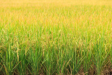 Rice plant. Yellow rice field in Nakhon Pathom province