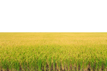 Rice plant. Yellow rice field in Nakhon Pathom province