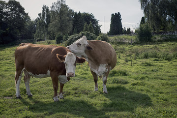 Fototapeta na wymiar Two Cows
