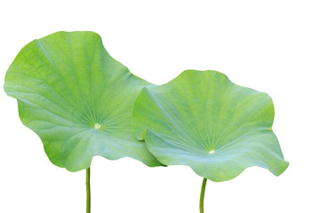 Big green lotus leaf isolated on white. Saved with clipping path