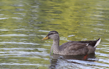 The duck floats in green water