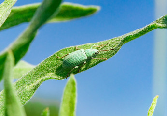 Blue-green curculionidae on the grass against the sky © boomerang11