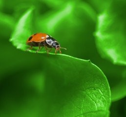 Macro of ladybug on the fresh green leaf