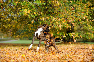 Deutscher Boxer im Park