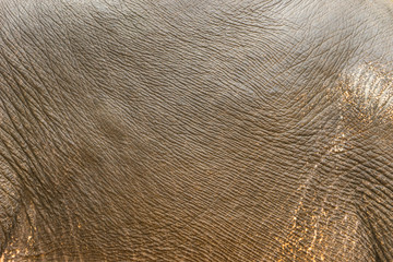Abstract background of the rough elephant leather
