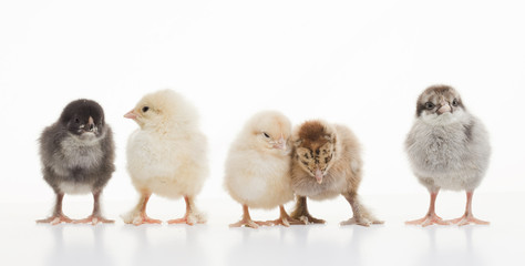 Small fluffy chickens