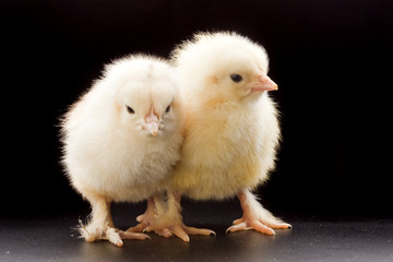 Small fluffy chickens