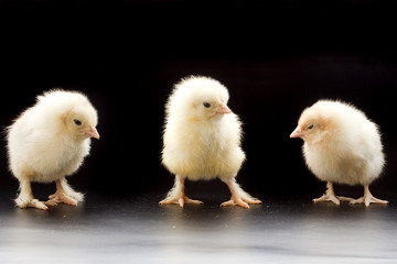 Small fluffy chickens