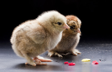 Small fluffy chickens