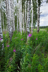 Obraz premium Summer in a birchwood
