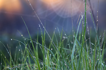 grass with dew