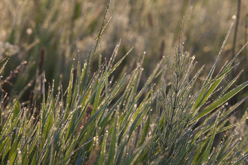 grass with dew