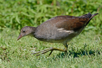 Common moorhen (Gallinula chloropus)