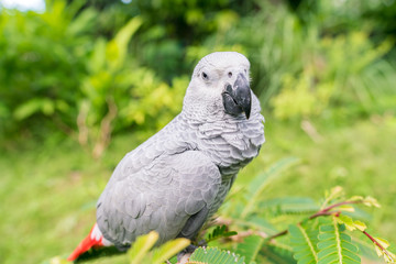 Obraz premium Portrait of the Young African grey parrot sitting on branch and looking at camera with lush green background with copy space