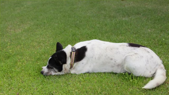 dog sleeping in the green field