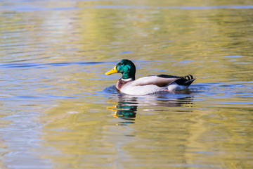 Ducks