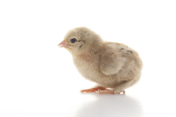 Small fluffy chickens