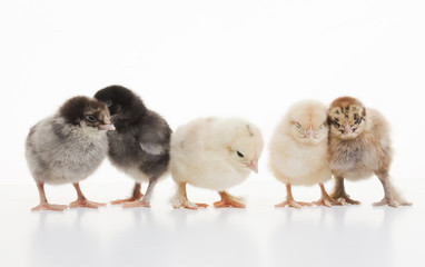 Small fluffy chickens