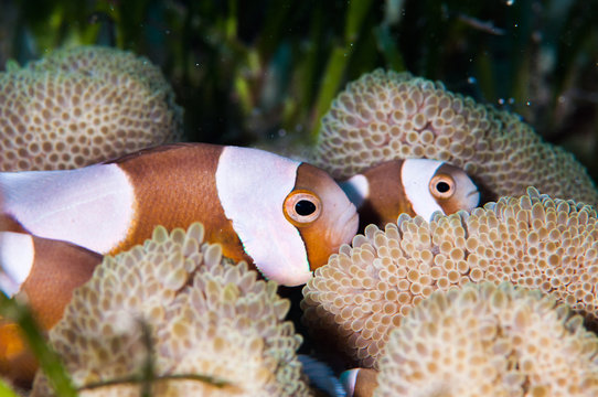 Saddleback clownfish