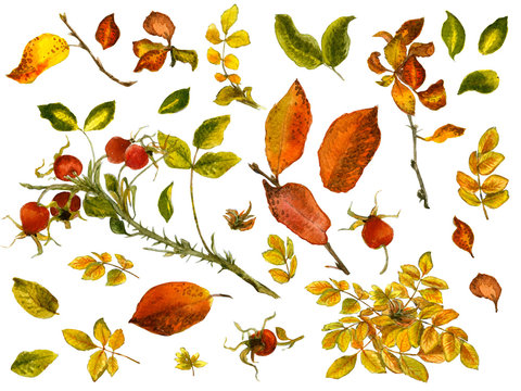 Watercolor set with gold and red leaves, rosehip berries and twigs isolated on white background