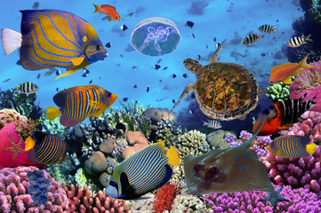 Naklejka premium kolorowa rafa koralowa z wieloma rybami