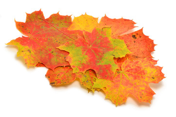 Herbstlaub