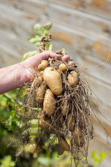 récolter les pommes de terre