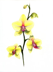 Orchidea