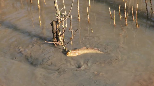 Couple Mudskipper in mangrove forest
