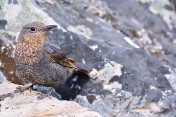 Blue rock thrush on rocks planks.