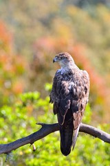 Bonelli's Eagle on tree branch
