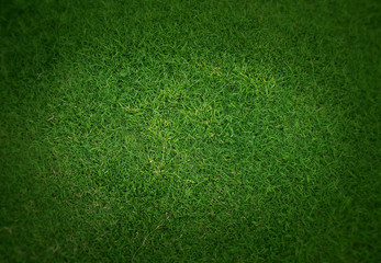 Background of the neat green grass
