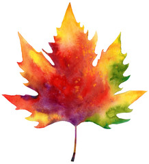 autumn leaf watercolor
