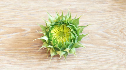 Головка подсолнуха лежит на деревянном столе