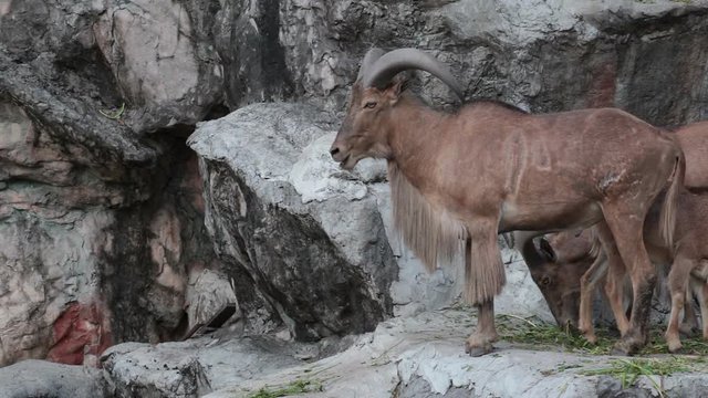 barbary sheep