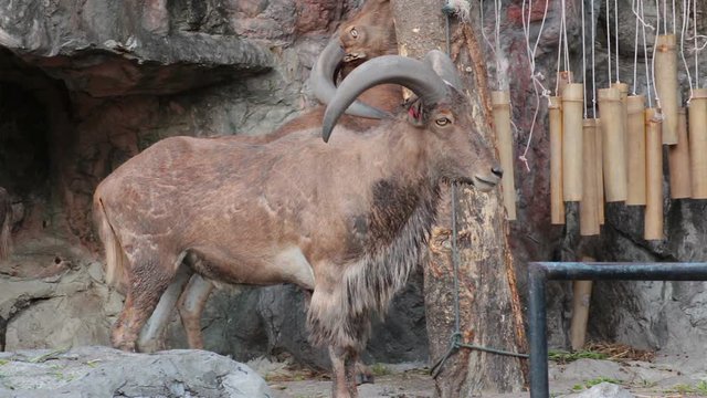 barbary sheep