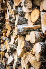 isolated oak sticks