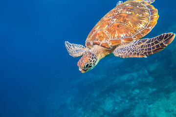 Marine green turtle, Chelonia mydas, swimming in blue water at the Similan Islands in Thailand, Andaman Sea.