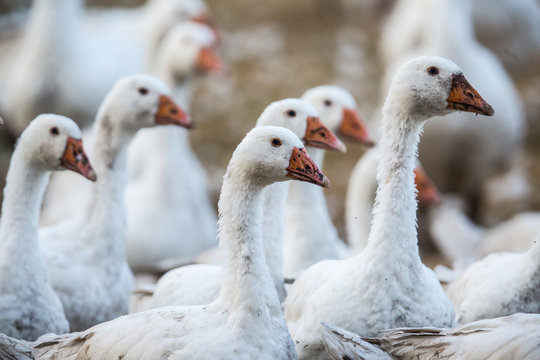 G&auml;nse in Freilandhaltung