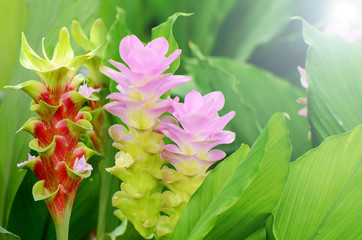 Fancy Siam Tulip or Summer Tulip in tropical botanical garden.