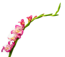  Beautiful pink gladiolus