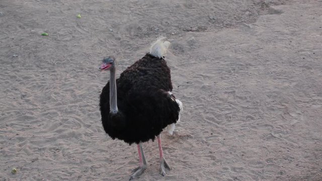 ostrich walking on sand, top view