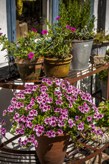 cozy garden with flowers