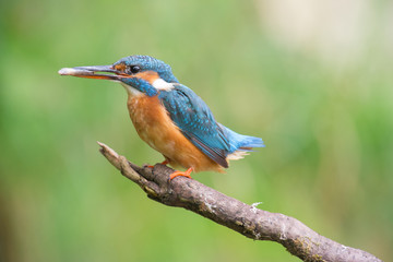 Fototapeta premium Eisvogel