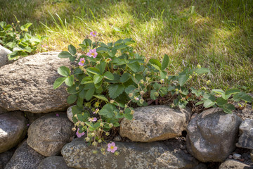 cozy garden with flowers