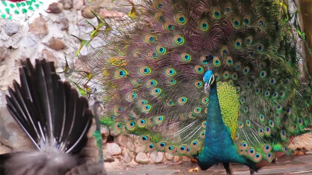 Indian Peafowl or peacock displaying colorful feathered tail with female