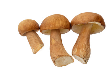 Porcini mushrooms Boletus edulis or penny bun isolated on white