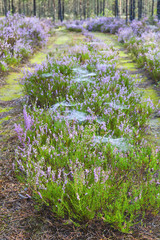 Fototapeta premium Flowering heather